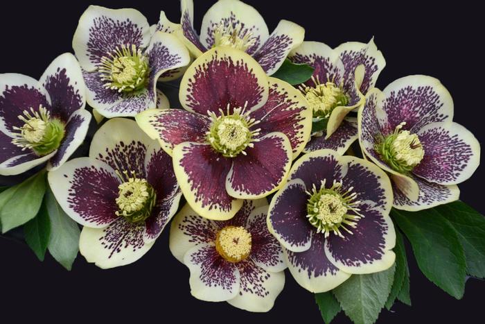 Honeymoon® 'Rio Carnival' - Helleborus (Lenten Rose) from Ladds Gardencener