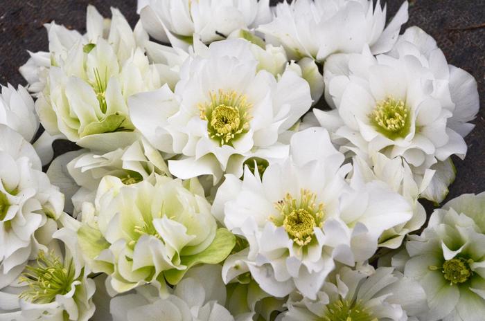 Wedding Party® 'Wedding Bells' - Helleborus (Lenten Rose) from Ladds Gardencener