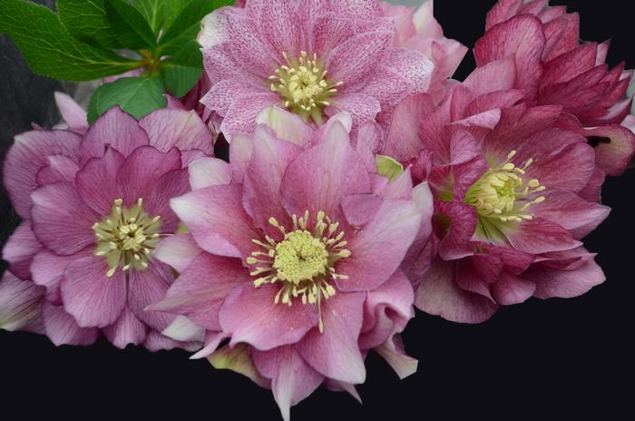 Wedding Party® 'Maid of Honor' - Helleborus (Lenten Rose) from Ladds Gardencener