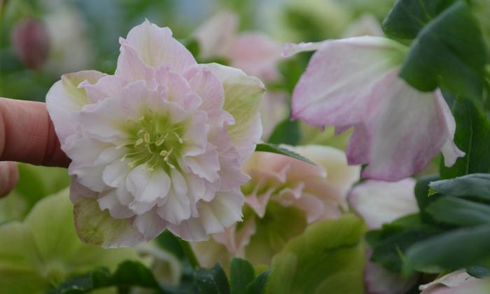 Wedding Party® 'Flower Girl' - Helleborus (Lenten Rose) from Ladds Gardencener