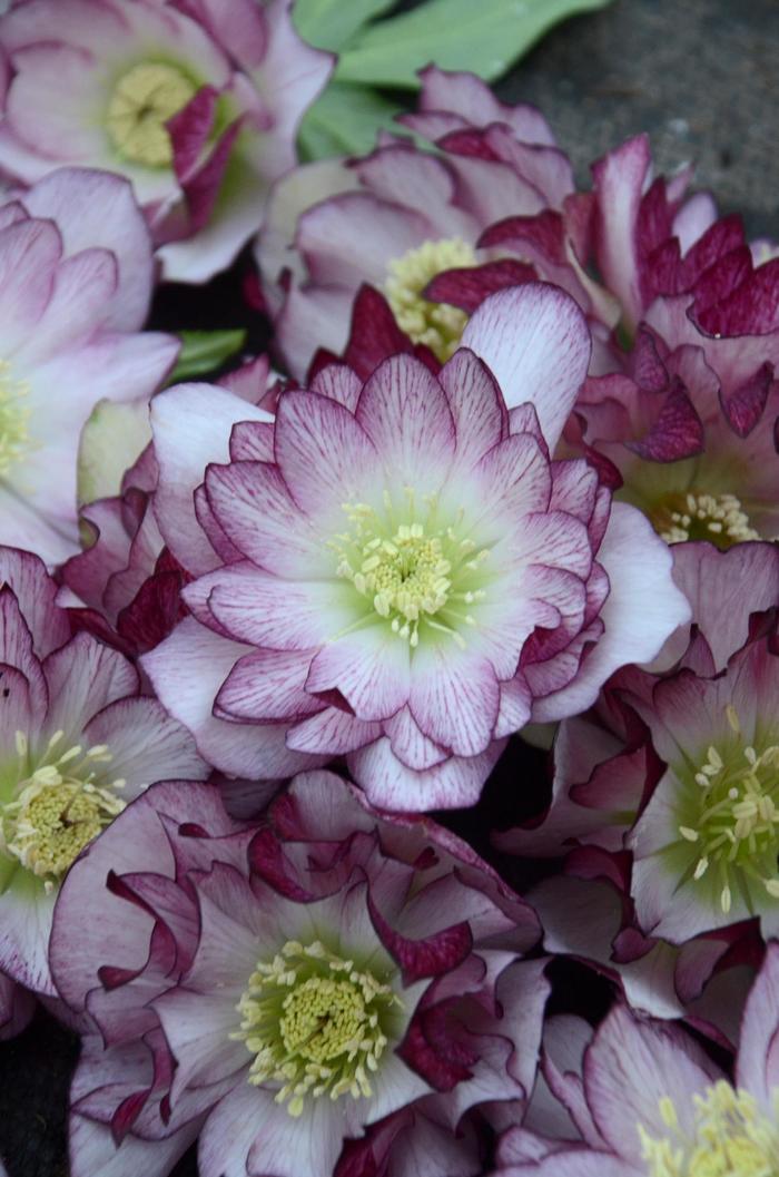 Wedding Party® 'Blushing Bridesmaid' - Helleborus (Lenten Rose) from Ladds Gardencener