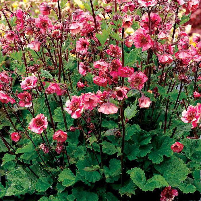 Tempo™ 'Rose' - Geum from Ladds Gardencener