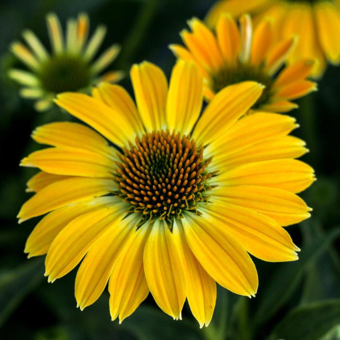 Sombrero® 'Summer Solstice' - Echinacea (Coneflower) from Ladds Gardencener