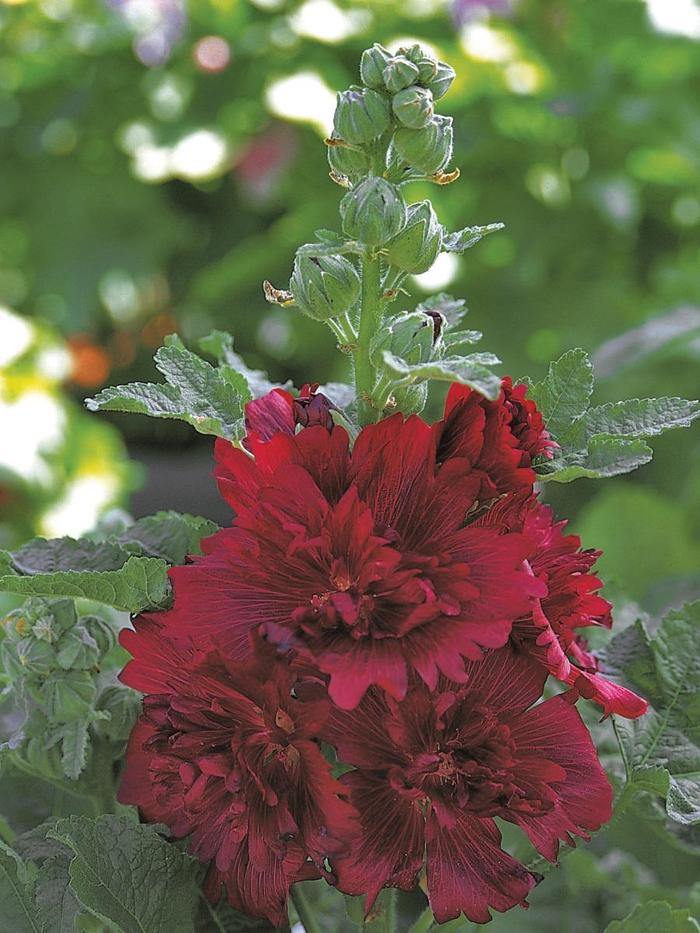Spring Celebrities 'Crimson' - Alcea rosea (Hollyhock) from Ladds Gardencener
