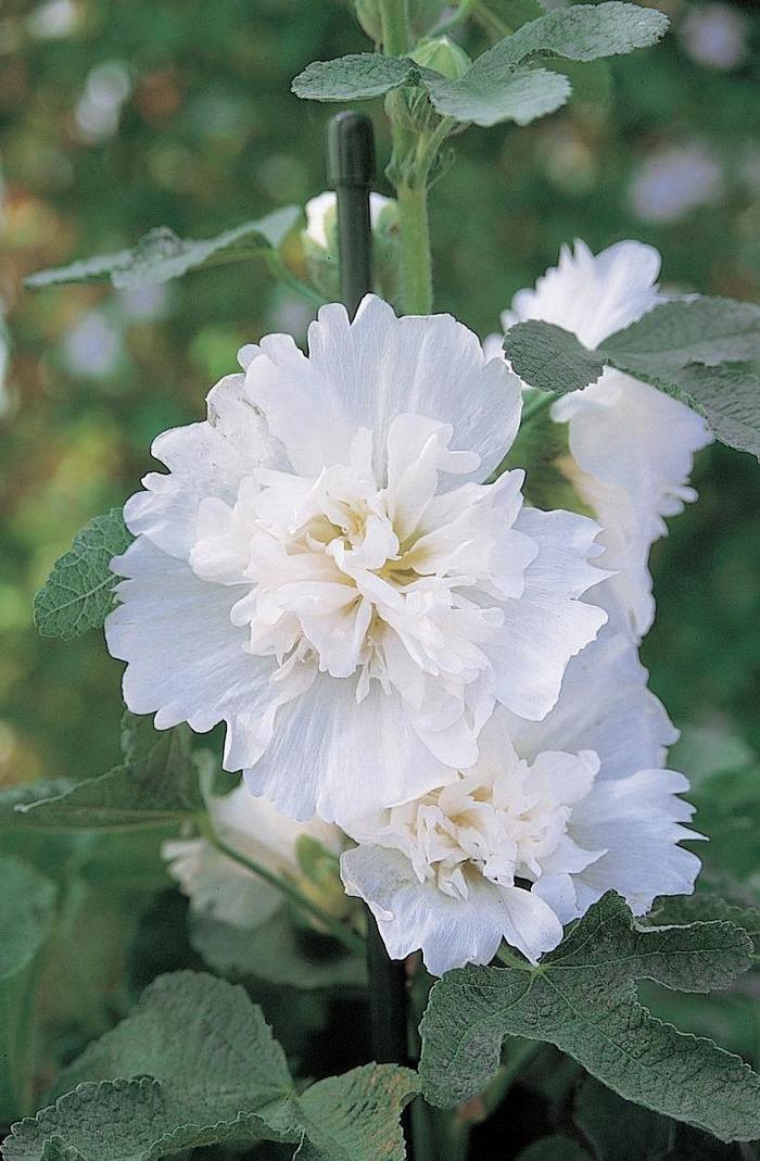 Spring Celebrities 'White' - Alcea rosea (Hollyhock) from Ladds Gardencener
