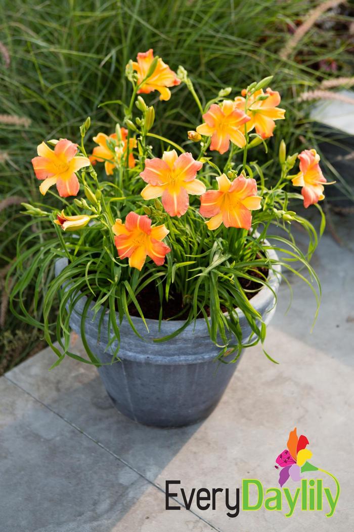 EveryDaylily® 'Punch Yellow' - Hemerocallis (Daylily) from Ladds Gardencener