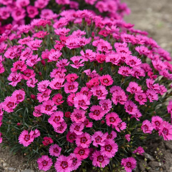 'Paint the Town Fancy' Pinks - Dianthus from Ladds Gardencener