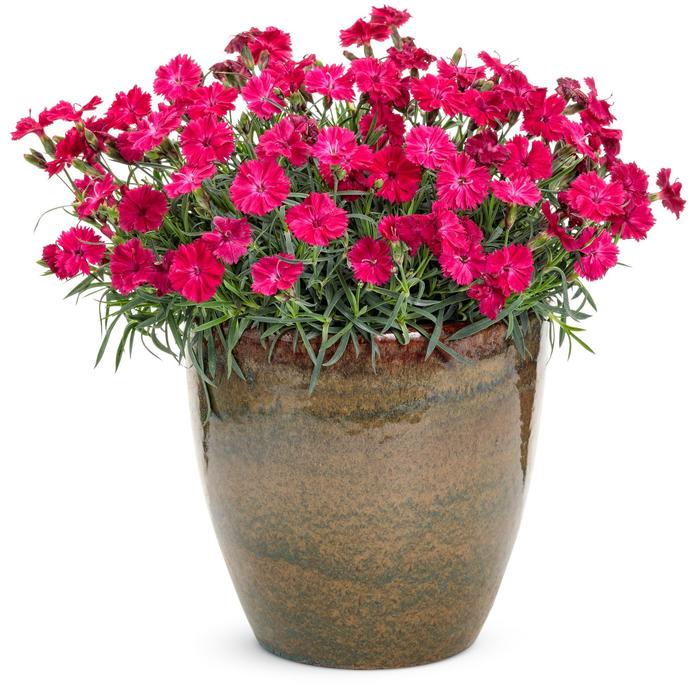 'Paint the Town Red' Pinks - Dianthus from Ladds Gardencener