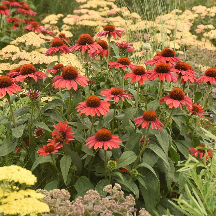 Color Coded® 'Frankly Scarlet' - Echinacea (Coneflower) from Ladds Gardencener