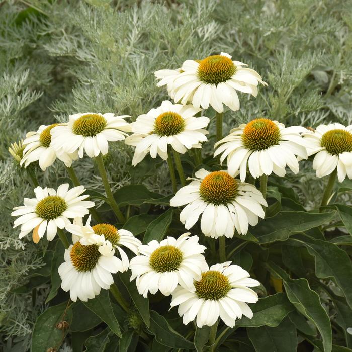 Color Coded™ 'The Price is White' - Echinacea (Coneflower) from Ladds Gardencener