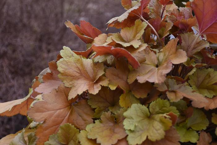 Dolce® 'Toffee Tart' - Heuchera (Coral Bells) from Ladds Gardencener