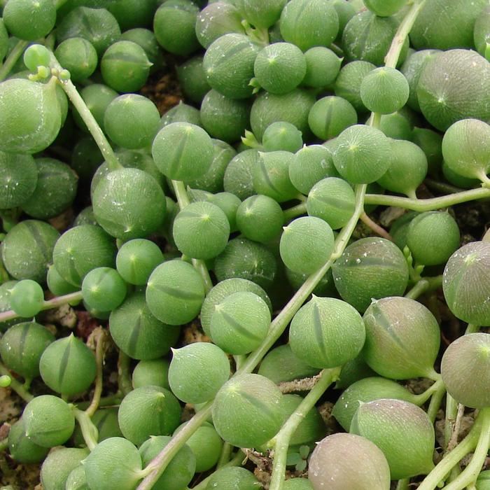 String of Pearls - Senecio rowleyanus from Ladds Gardencener