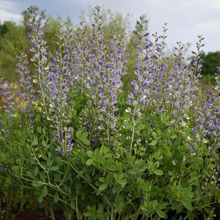 Decadence® Deluxe 'Blue Bubbly' - Baptisia (False Indigo) from Ladds Gardencener