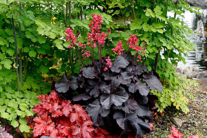'Black Forest Cake' Coral Bell - Heuchera from Ladds Gardencener