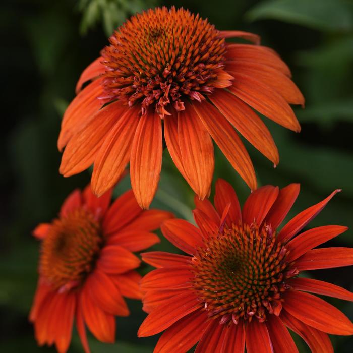 Sombrero® 'Fiesta Orange' - Echinacea (Coneflower) from Ladds Gardencener