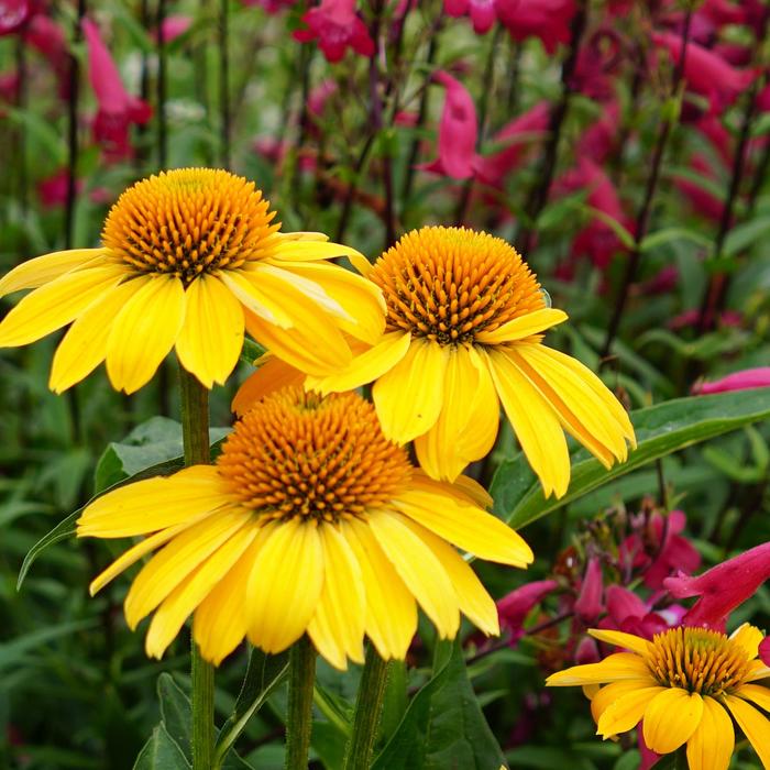 Sombrero® 'Lemon Yellow' - Echinacea (Coneflower) from Ladds Gardencener