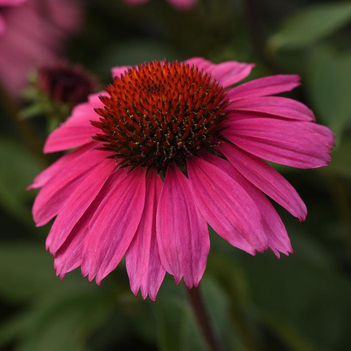 Sombrero® 'Rosada' - Echinacea (Coneflower) from Ladds Gardencener