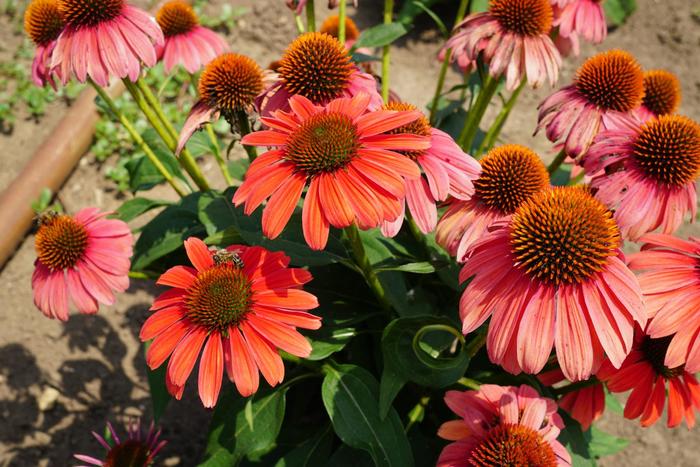 Sombrero® 'Tango Tangerine' - Echinacea (Coneflower) from Ladds Gardencener