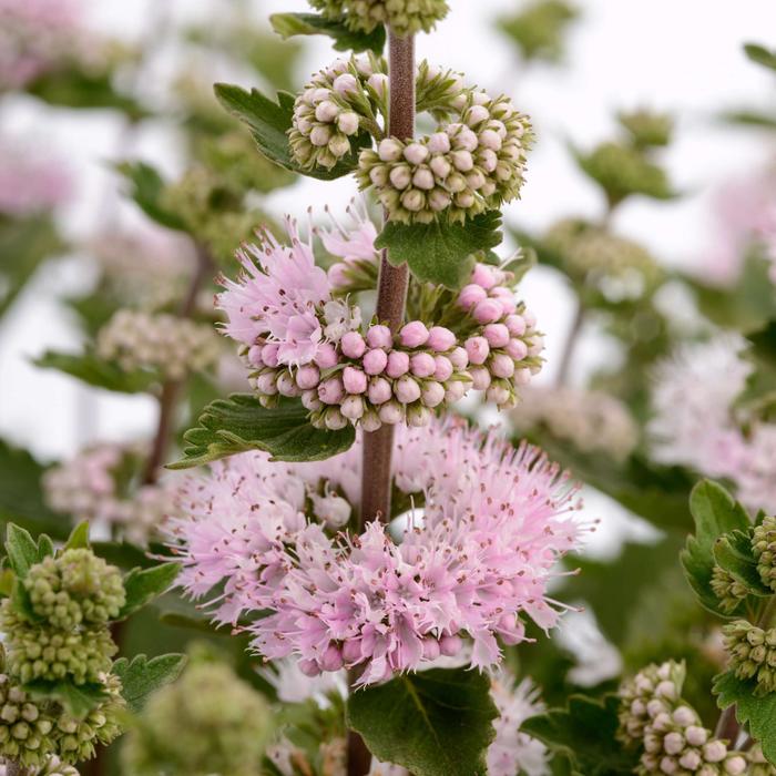 Pavilion™ 'Pink' - Caryopteris incana (Bluebeard) from Ladds Gardencener
