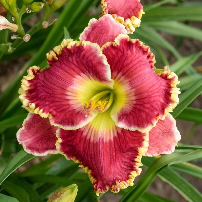 'Born to Run' Daylily - Hemerocallis from Ladds Gardencener