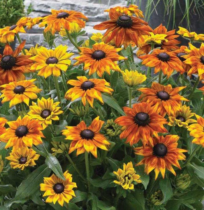 Summerina® 'Yellow' - Echibeckia (Echibeckia™) from Ladds Gardencener