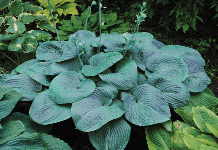'Humpback Whale' Hosta, Plantain Lily - Hosta from Ladds Gardencener