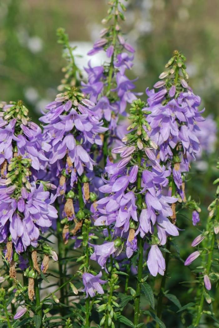 Fairy Bells™ 'Gaudi Violet' - Adenophora confusa (Ladybells) from Ladds Gardencener