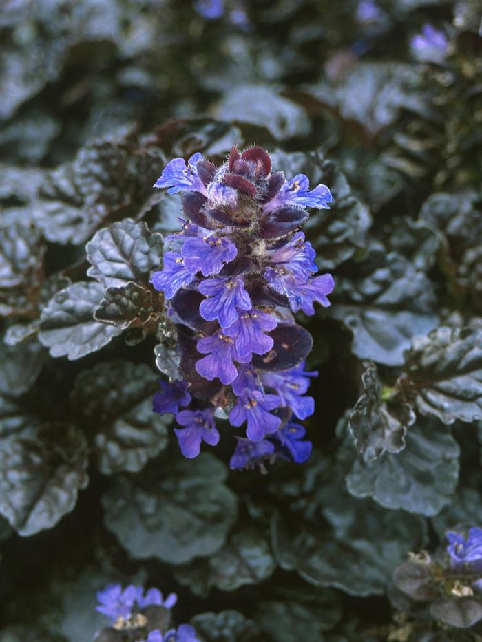 Walberton's® 'Black Scallop' - Ajuga reptans (Bugleweed) from Ladds Gardencener