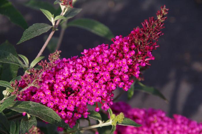 Buzz™ 'Hot Raspberry' - Buddleia davidii (Butterfly Bush) from Ladds Gardencener