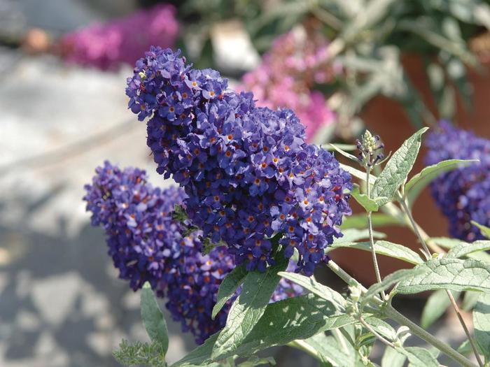 Buzz® 'Midnight' - Buddleia davidii (Butterfly Bush) from Ladds Gardencener