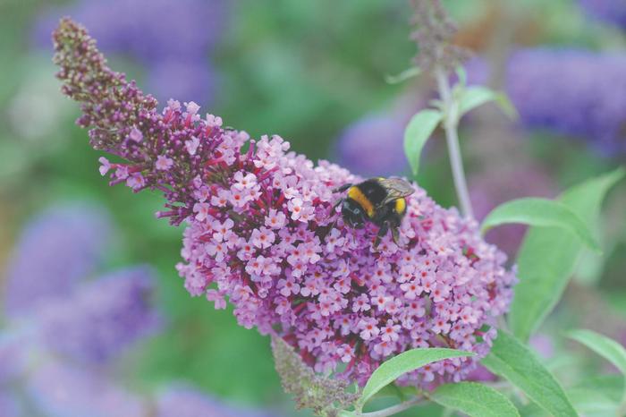 Buzz™ 'Soft pink' - Buddleia davidii (Butterfly Bush) from Ladds Gardencener