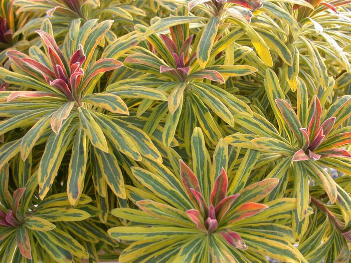 Sahara™ 'Ascot Rainbow' - Euphorbia x martinii (Spurge) from Ladds Gardencener
