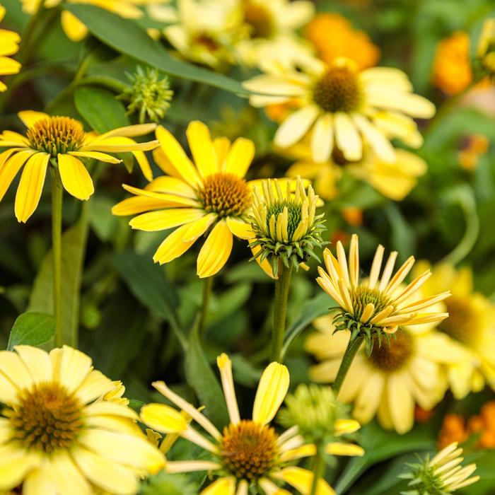 Color Coded™ 'Yellow My Darling' - Echinacea (Coneflower) from Ladds Gardencener