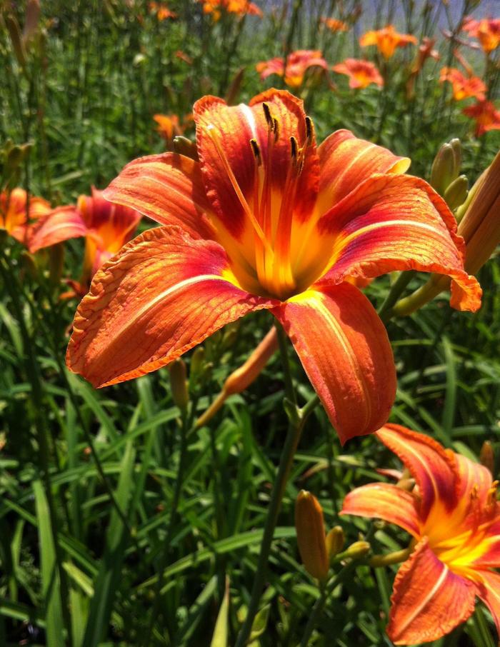 Tawny Daylily - Hemerocallis fulva from Ladds Gardencener