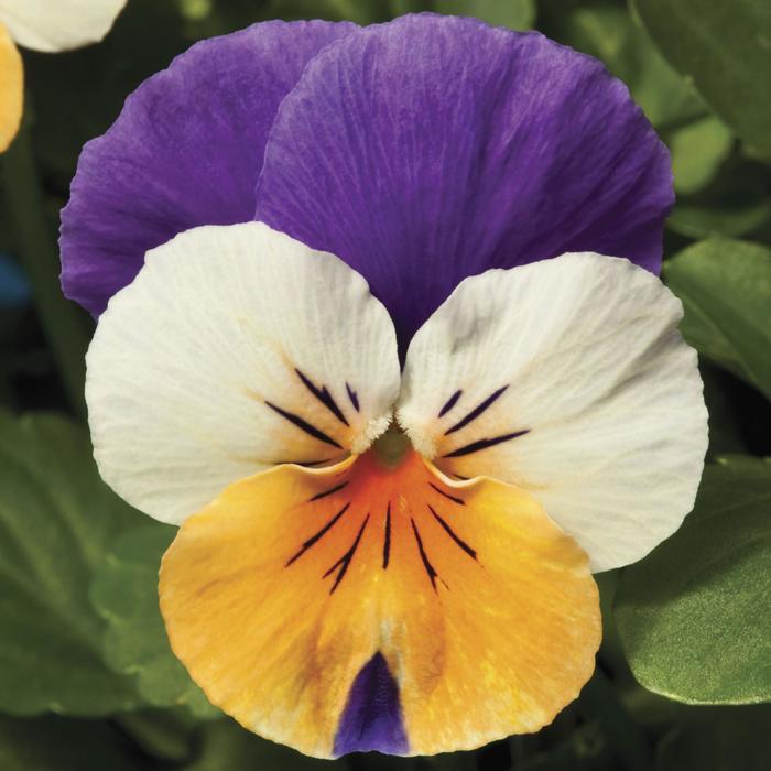 Penny™ 'Peach Jump-up' - Viola cornuta from Ladds Gardencener