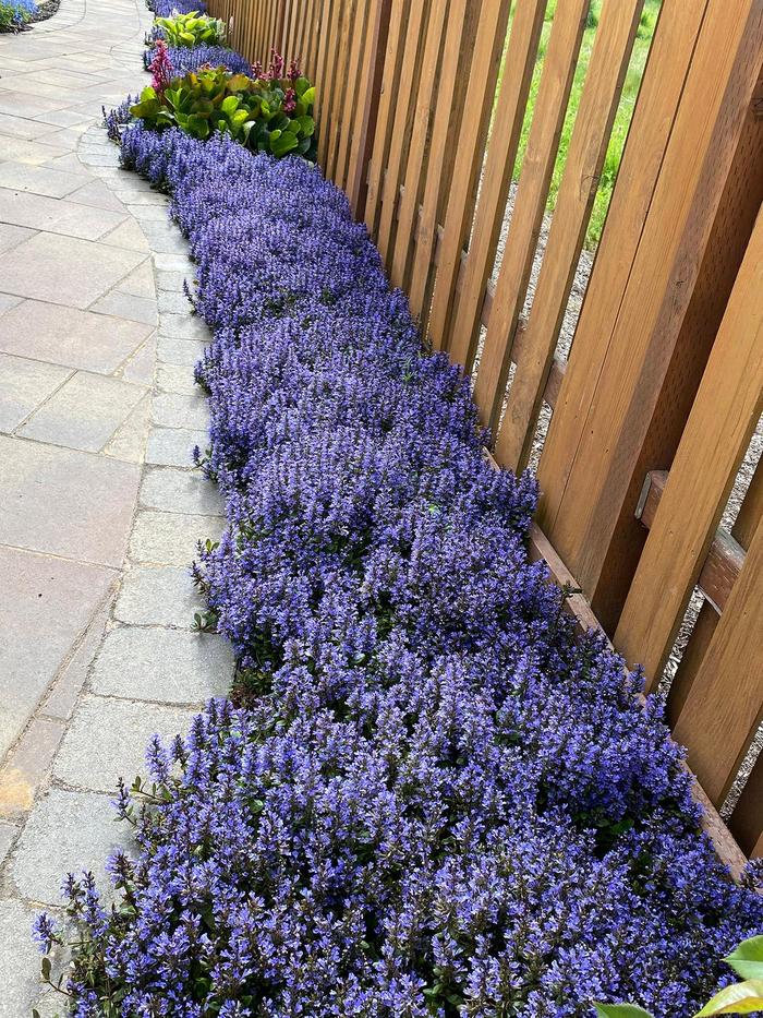 ''Blueberry Muffin'' Bugleweed - Ajuga reptans from Ladds Gardencener