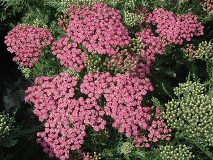 Tutti Frutti™ 'Pink Grapefruit' - Achillea millefolium (Yarrow) from Ladds Gardencener