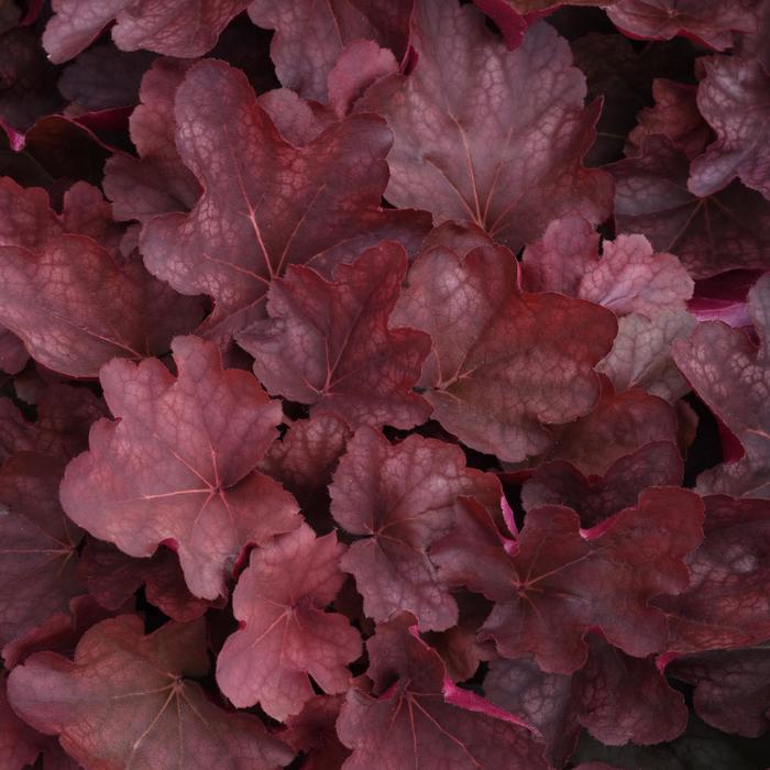 'Carnival Burgundy Blast' Coral Bell - Heuchera from Ladds Gardencener