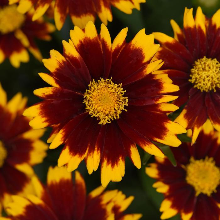 UpTick™ Red - Coreopsis (Tickseed) from Ladds Gardencener
