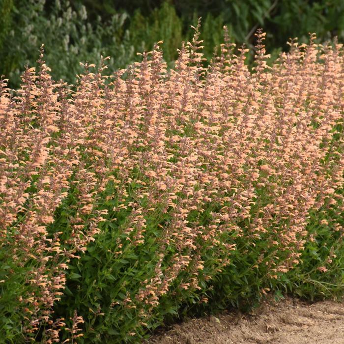 Meant to Bee™ 'Queen Nectarine' - Agastache (Hummingbird Mint) from Ladds Gardencener