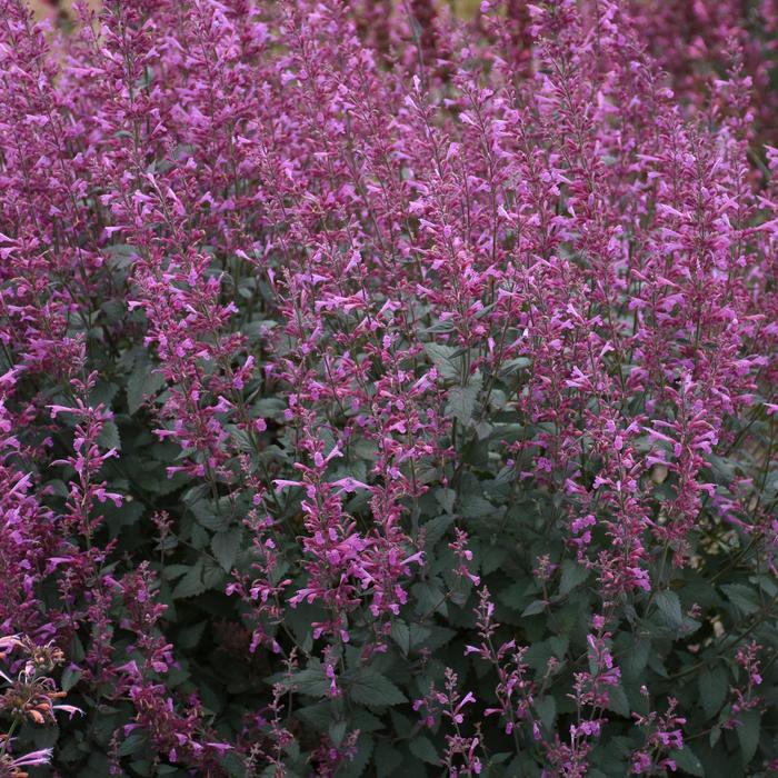 Meant to Bee™ 'Royal Raspberry' - Agastache (Hummingbird Mint) from Ladds Gardencener