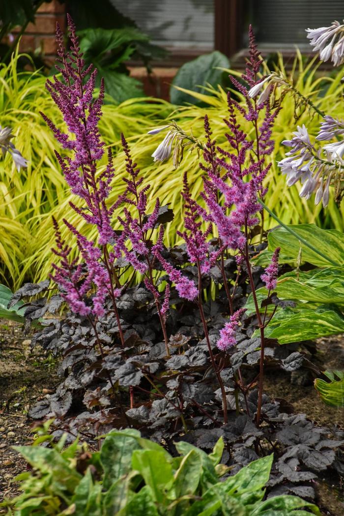 'Dark Side of the Moon' False Spirea - Astilbe from Ladds Gardencener