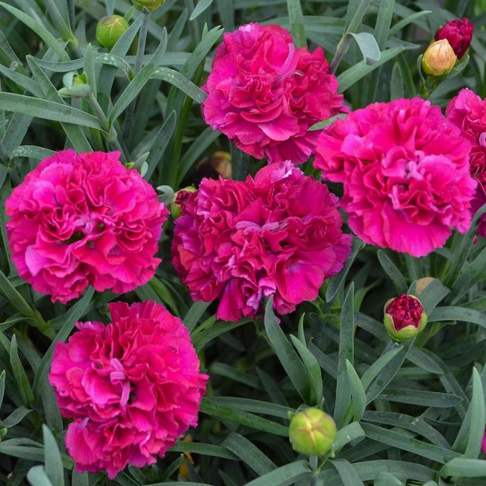 Fruit Punch® Funky Fuchsia - Dianthus (Pinks) from Ladds Gardencener