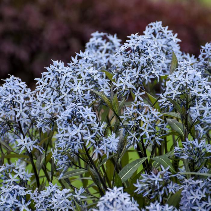 'Storm Cloud' Bluestar - Amsonia tabernaemontana from Ladds Gardencener
