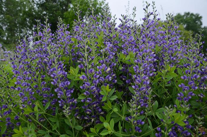 Decadence® 'Blueberry Sundae' - Baptisia (False Indigo) from Ladds Gardencener
