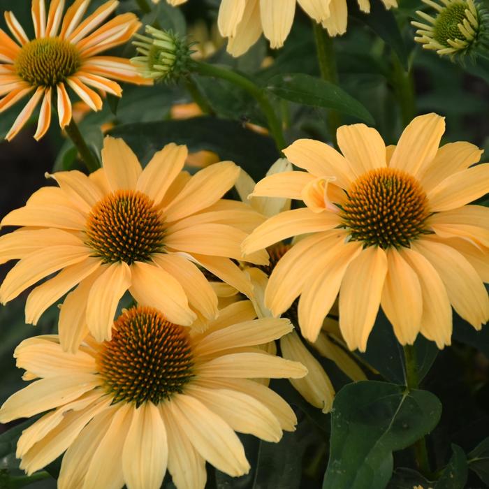 Color Coded® 'One in a Melon' - Echinacea (Coneflower) from Ladds Gardencener