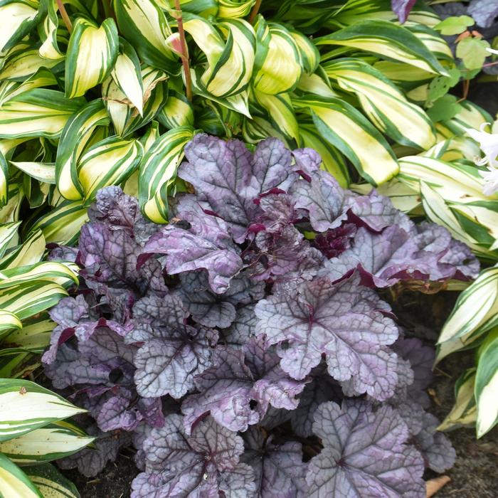 Dolce® 'Frosted Berry' - Heuchera (Coral Bells) from Ladds Gardencener