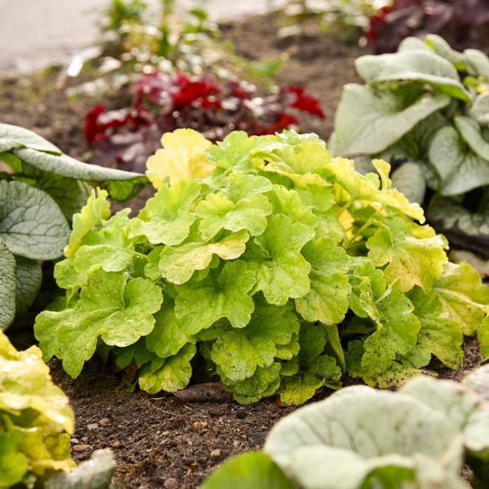 Primo® 'Pistachio Ambrosia' - Heuchera (Coral Bells) from Ladds Gardencener