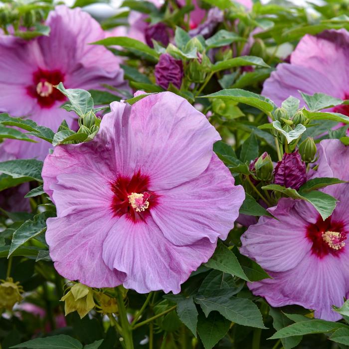 Summerific® 'Lilac Crush' - Hibiscus (Hardy Hibiscus) from Ladds Gardencener