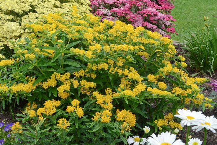 'Hello Yellow' Butterfly Milkweed - Asclepias tuberosa from Ladds Gardencener